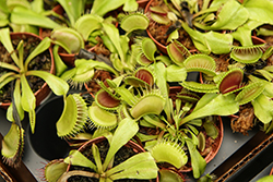 Venus Flytrap (Dionaea muscipula) at Green Haven Garden Centre