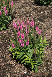 Vernique Rose Speedwell (Veronica longifolia 'Vernique Rose') at Green Haven Garden Centre