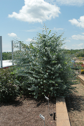 Silver Dollar Gum (Eucalyptus cinerea) at Green Haven Garden Centre