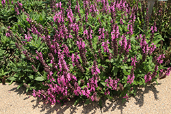 Spring King Mini Rose Meadow Sage (Salvia nemorosa 'Spring King Mini Rose') at Green Haven Garden Centre