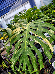 Thai Constellation Monstera (Monstera deliciosa 'Thai Constellation') at Green Haven Garden Centre