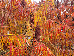 Tiger Eyes Sumac (Rhus typhina 'Bailtiger') at Green Haven Garden Centre