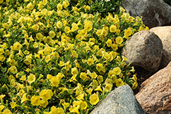 Capella Hello Yellow Petunia (Petunia 'Capella Hello Yellow') at Green Haven Garden Centre