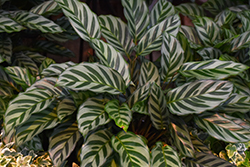 Peacock Plant (Calathea makoyana) at Green Haven Garden Centre