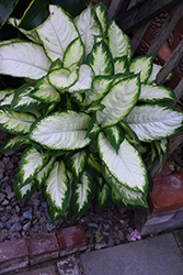 Camille Dieffenbachia (Dieffenbachia maculata 'Camille') at Green Haven Garden Centre