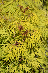 Lemony Lace Elder (Sambucus racemosa 'SMNSRD4') at Green Haven Garden Centre