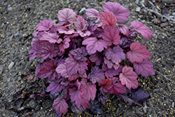 Grape Soda Coral Bells (Heuchera 'Grape Soda') at Green Haven Garden Centre