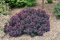 Concorde Japanese Barberry (Berberis thunbergii 'Concorde') at Green Haven Garden Centre