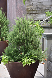Tuscan Blue Rosemary (Rosmarinus officinalis 'Tuscan Blue') at Green Haven Garden Centre