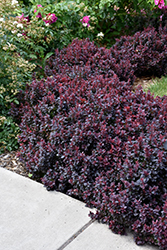 Concorde Japanese Barberry (Berberis thunbergii 'Concorde') at Green Haven Garden Centre