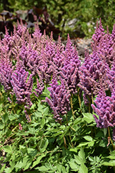 Visions Astilbe (Astilbe chinensis 'Visions') at Green Haven Garden Centre