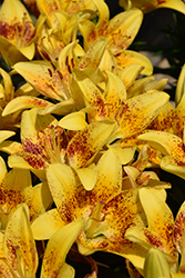 Lily Looks Tiny Nugget Lily (Lilium 'Tiny Nugget') at Green Haven Garden Centre