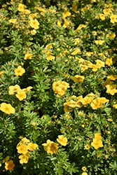 Happy Face Yellow Potentilla (Potentilla fruticosa 'Lundy') at Green Haven Garden Centre