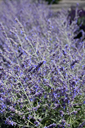 Crazy Blue Russian Sage (Perovskia atriplicifolia 'Crazy Blue') at Green Haven Garden Centre