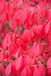 Fire Ball Seedless Burning Bush (Euonymus alatus 'NCEA1') at Green Haven Garden Centre