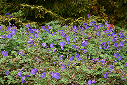 Rozanne Cranesbill (Geranium 'Rozanne') at Green Haven Garden Centre