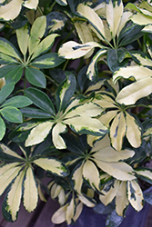 Variegated Dwarf Schefflera (Schefflera arboricola 'Variegata') at Green Haven Garden Centre