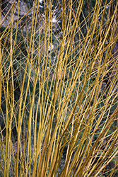 Golden Willow (Salix alba 'Vitellina') at Green Haven Garden Centre