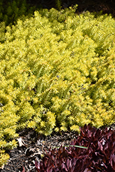 Angelina Stonecrop (Sedum rupestre 'Angelina') at Green Haven Garden Centre