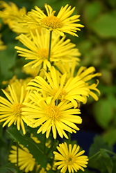 Leonardo Compact Leopard's Bane (Doronicum orientale 'Leonardo Compact') at Green Haven Garden Centre