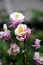 Winky Double Rose And White Columbine (Aquilegia 'Winky Double Rose And White') at Green Haven Garden Centre