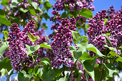 Sensation Lilac (Syringa vulgaris 'Sensation') at Green Haven Garden Centre