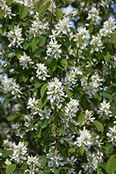 Standing Ovation Serviceberry (Amelanchier alnifolia 'Obelisk') at Green Haven Garden Centre