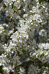 Spring Snow Flowering Crab (Malus 'Spring Snow') at Green Haven Garden Centre