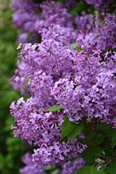 Pocahontas Lilac (Syringa x hyacinthiflora 'Pocahontas') at Green Haven Garden Centre