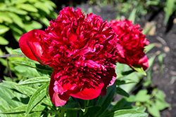 Red Charm Peony (Paeonia 'Red Charm') at Green Haven Garden Centre