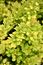 Sunsation Japanese Barberry (Berberis thunbergii 'Sunsation') at Green Haven Garden Centre