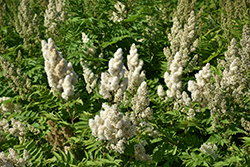 Ash Leaf Spirea (Sorbaria sorbifolia) at Green Haven Garden Centre