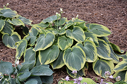 Earth Angel Hosta (Hosta 'Earth Angel') at Green Haven Garden Centre