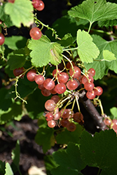 Pink Champagne Currant (Ribes sativum 'Pink Champagne') at Green Haven Garden Centre