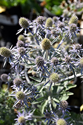 Blue Hobbit Sea Holly (Eryngium planum 'Blue Hobbit') at Green Haven Garden Centre
