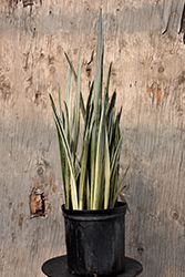 Snake Plant (Sansevieria trifasciata) at Green Haven Garden Centre
