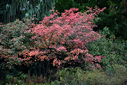 Autumn Brilliance Serviceberry (Amelanchier x grandiflora 'Autumn Brilliance') at Green Haven Garden Centre
