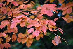 Autumn Brilliance Serviceberry (Amelanchier x grandiflora 'Autumn Brilliance') at Green Haven Garden Centre