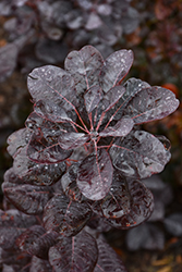 Winecraft Black Smokebush (Cotinus coggygria 'NCCO1') at Green Haven Garden Centre