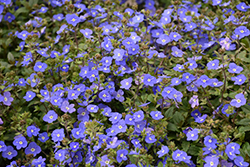 Georgia Blue Speedwell (Veronica peduncularis 'Georgia Blue') at Green Haven Garden Centre