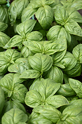 Sweet Basil (Ocimum basilicum) at Green Haven Garden Centre