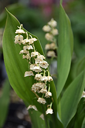 Lily-Of-The-Valley (Convallaria majalis) at Green Haven Garden Centre