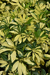 Trinette Variegated Schefflera (Schefflera arboricola 'Trinette') at Green Haven Garden Centre