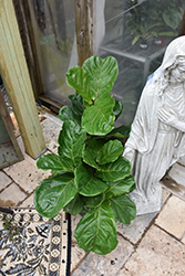 Fiddle Leaf Fig (Ficus lyrata) at Green Haven Garden Centre