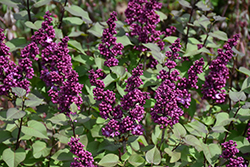 Virtual Violet Lilac (Syringa 'Bailbridget') at Green Haven Garden Centre