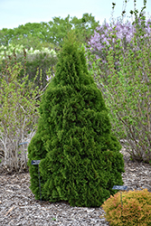 Holmstrup Cedar (Thuja occidentalis 'Holmstrup') at Green Haven Garden Centre