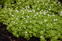 Sweet Woodruff (Galium odoratum) at Green Haven Garden Centre