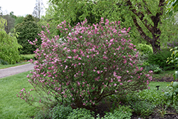 Tinkerbelle Lilac (Syringa 'Bailbelle') at Green Haven Garden Centre