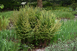 Royal Fern (Osmunda regalis) at Green Haven Garden Centre