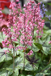 Pink Fizz Foamy Bells (Heucherella 'Pink Fizz') at Green Haven Garden Centre